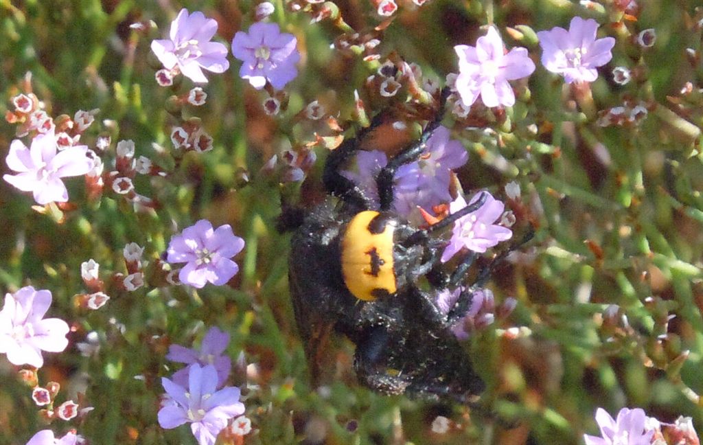 Megascolia maculata flavifrons